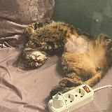 Мать двух кошек