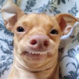 Ковен NastyAmeliko