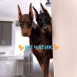 ✨ВП ЧАТИК✨