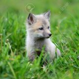 Лисие рассказы