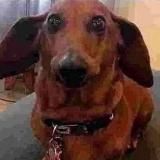 ПИСИСИСИПОПЫ