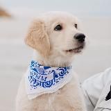 Приключения щенка Лео