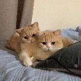ᥲᥒgᥱᥣiᥒᥲ_δᥱᥲɗss🪽