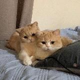 ᥲᥒgᥱᥣiᥒᥲ_δᥱᥲɗss🪽