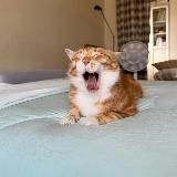 🐾Котики на каждый день 🐾