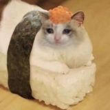 коты-историки огэ егэ / чат