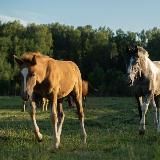 𝙚𝙦𝙪.𝙧𝙞𝙙𝙚𝙧.𝙝𝙤𝙧𝙨𝙚