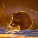 Котики и кофи🇷🇺