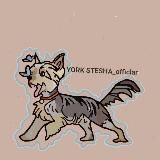 𝗬𝗼𝗿𝗸.𝘀𝘁𝗲𝘀𝗮𝗮