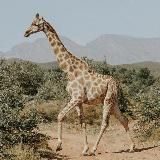 Настоящий Чёрный работодатель