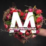 МаксГринХоум цветы и комнатные растения в Казани