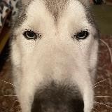 Марик Донецкий