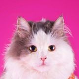 Товарняшка