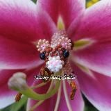 🍁sunny kitty_biser🦌