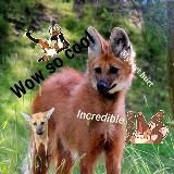 A Maned Meme Wolf Channel