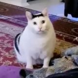 ❤️ Взаимные подписки лайки