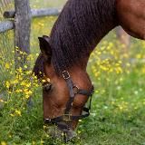 Конный двор «Эвелина» Здесь живут воспоминания!