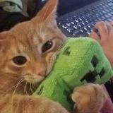 𝐌𝐀𝐋𝐃𝐎𝐋