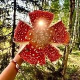 Мухомор Amanita