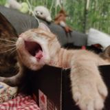 Будни котобанды