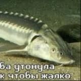Блин рыба померла🌞