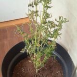 🥇🌱Wiet kweek groep🌱🥇