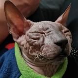 Донской Сфинкс Бастет 🐈‍⬛