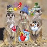 Сурикат шоу