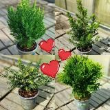 🌲Хвойный Сад🌲