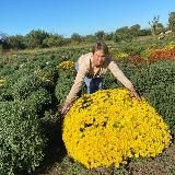 Хризантема🌸, многолетние цветы🌼