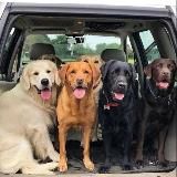 Лабрадоры | Голден - ретриверы