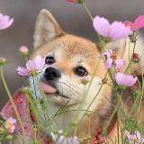 Comic sans saved my life