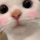 щось миленьке кожен день