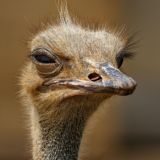 Подвижный редактор