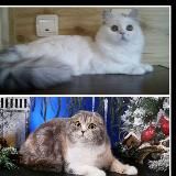 Cattery Sckotish and Highland fold and strait, Mainecoon SMIT CATS