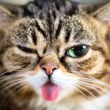 Кошачий домикс 🥰