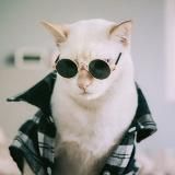 Пушистые суетологи