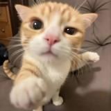 Котики и приколЬные видосики