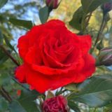 🌹Мотивация🌹