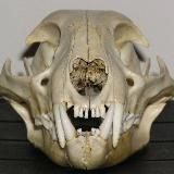 Skulldog Stash N/SFW 18+