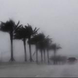 Пальма знаний🌴