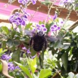 ❇️NaturaeBotica❇️ Huertos y Jardines