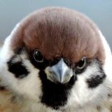 Сычевальня