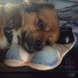 Принес черешню?