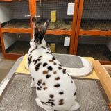 Кролики Европы ( 🇩🇪🇷🇺🇧🇾 )