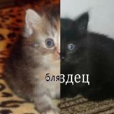 Рабочий мем