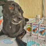 🐕🦺 АРЧИННОС | Бравекто / Симпарика / Апоквел в России