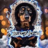 💘 Такса Луна 🐕🦺