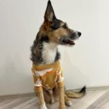 Клуб Счастливых Собак