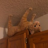 Токсоплазмо:З